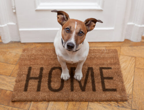 How Michigan City Pet Owners Maintain Clean Homes With Professional Help